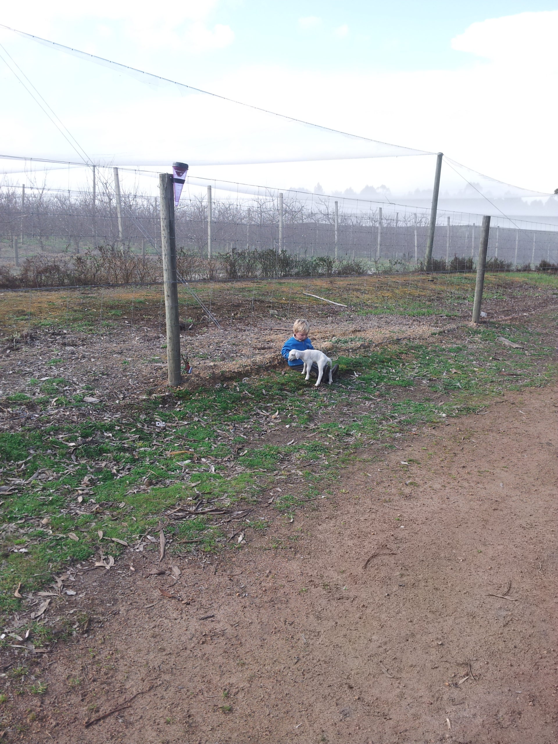 The Orchard 2