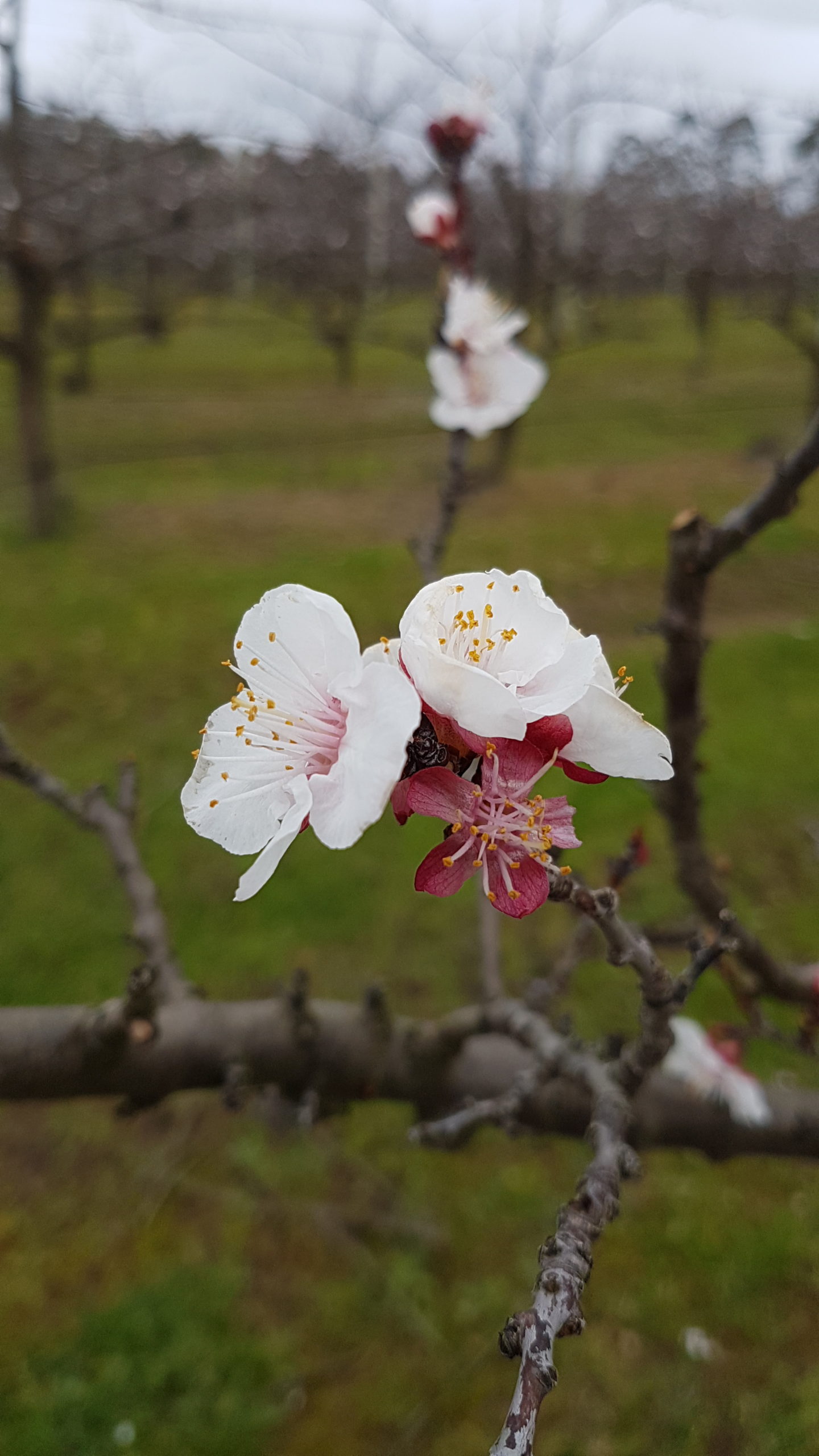Early Spring In The Orchard 24