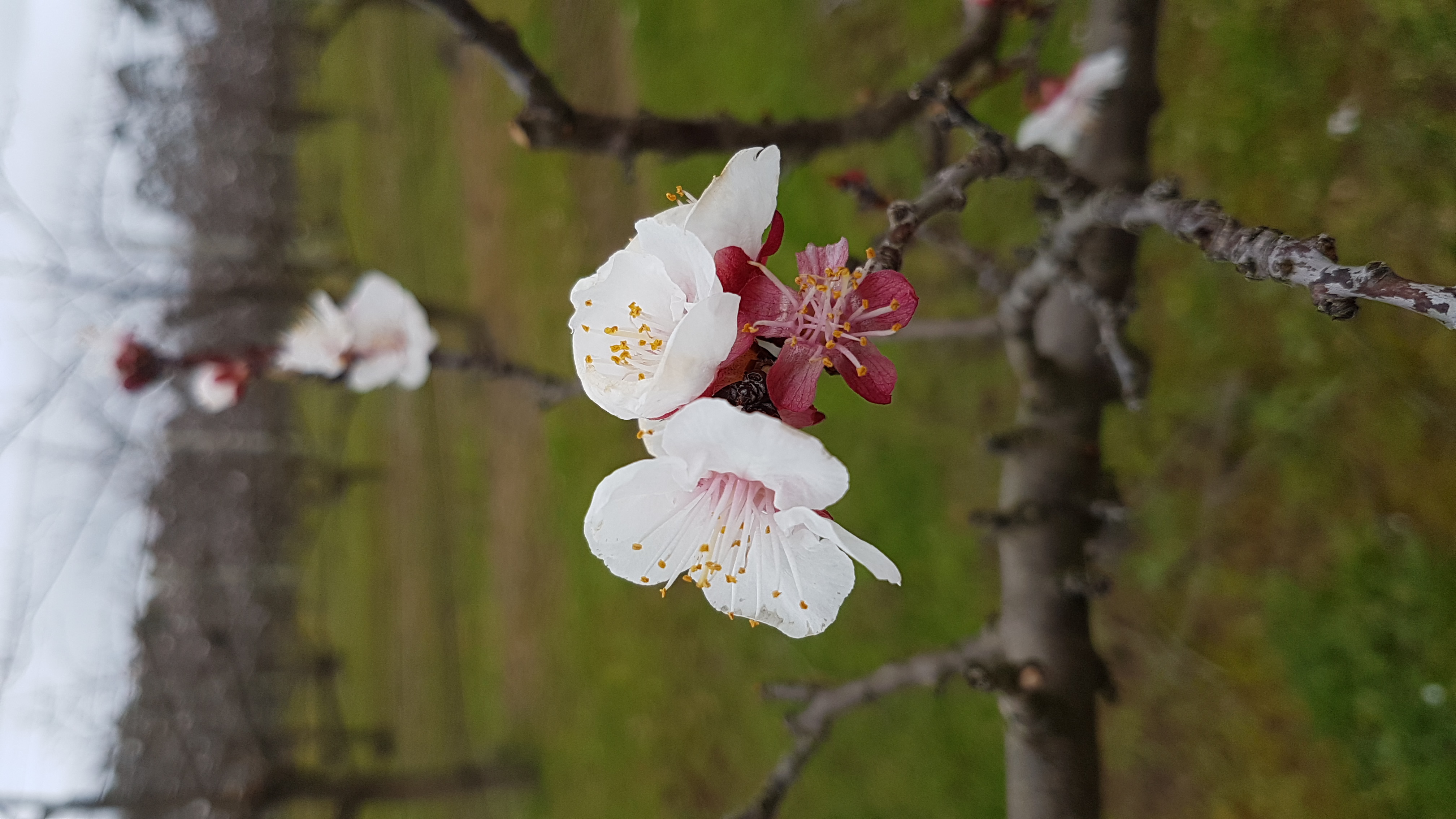 Early Spring In The Orchard 1