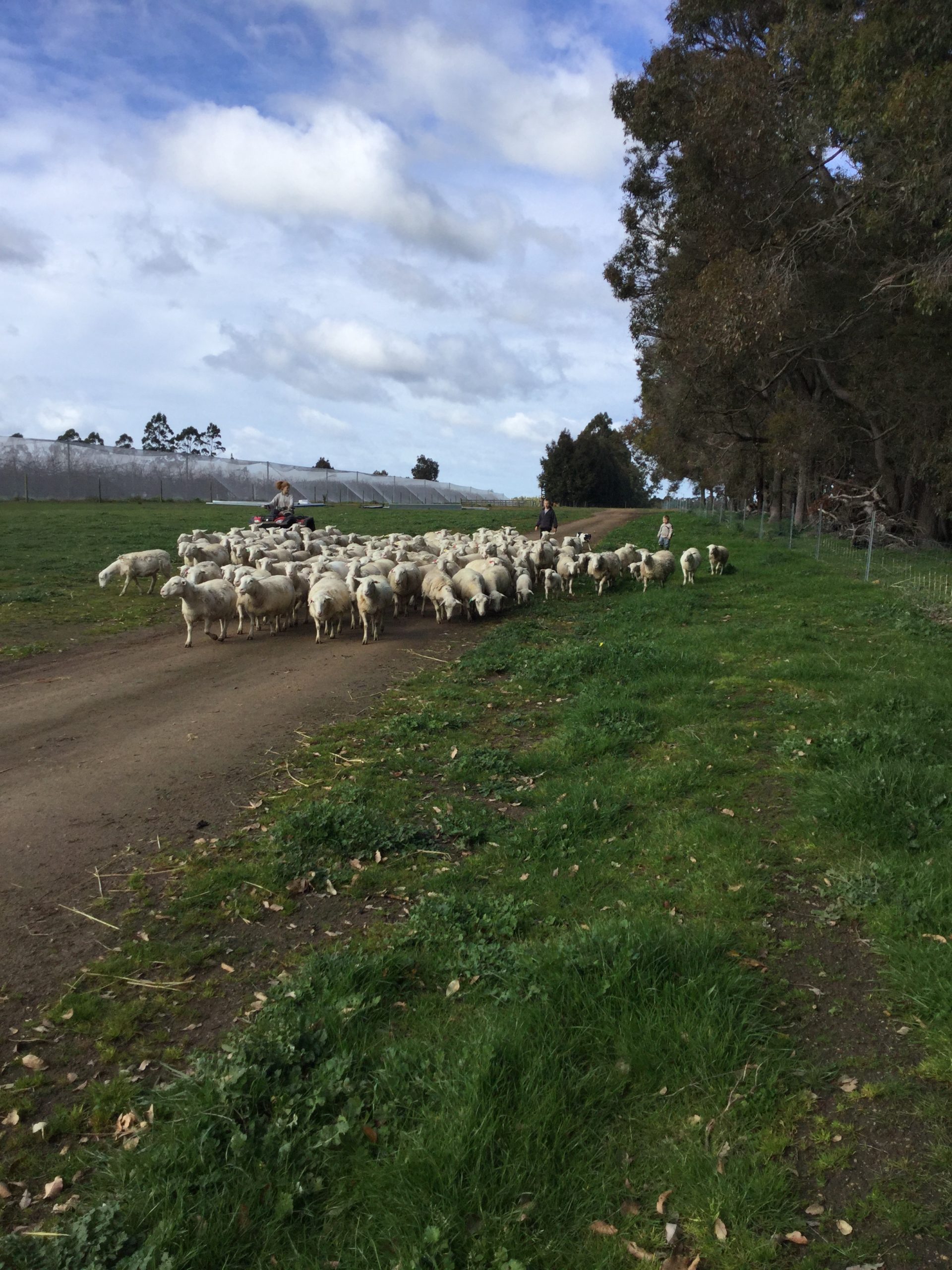 It Is Wettttt.........but Still Working Sheep 31