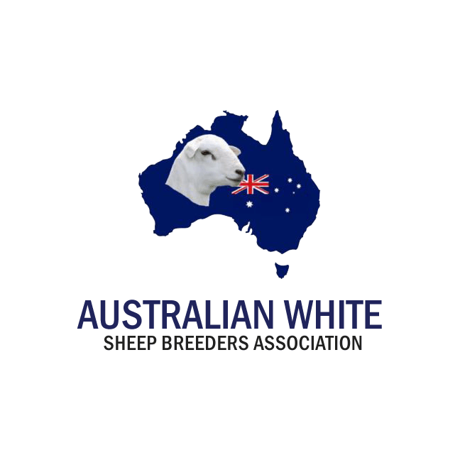 Australian White Ewes 1