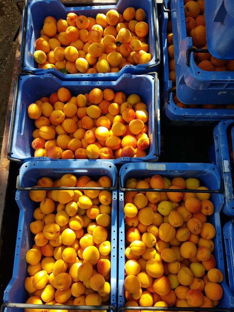 Orchard 4