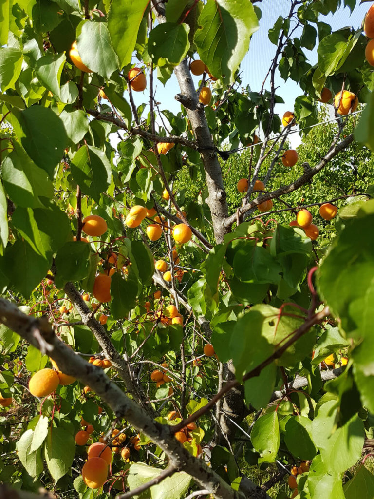 Orchard 3