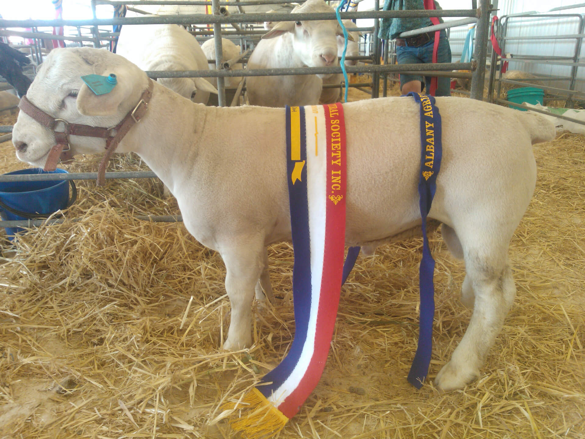 White Dorper Rams 2