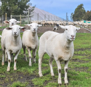 Stud Sheep 2