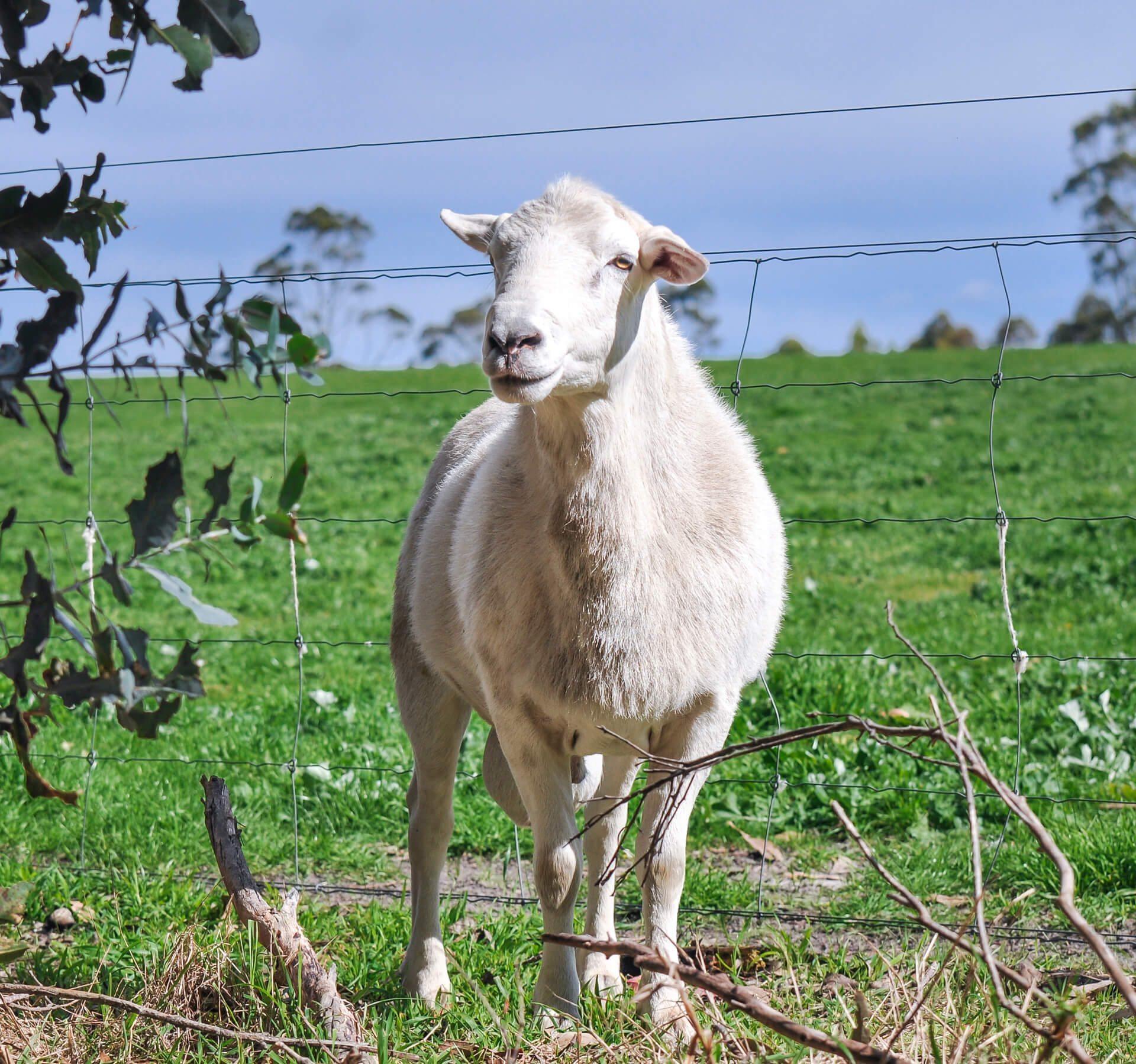 Australian White Rams 1