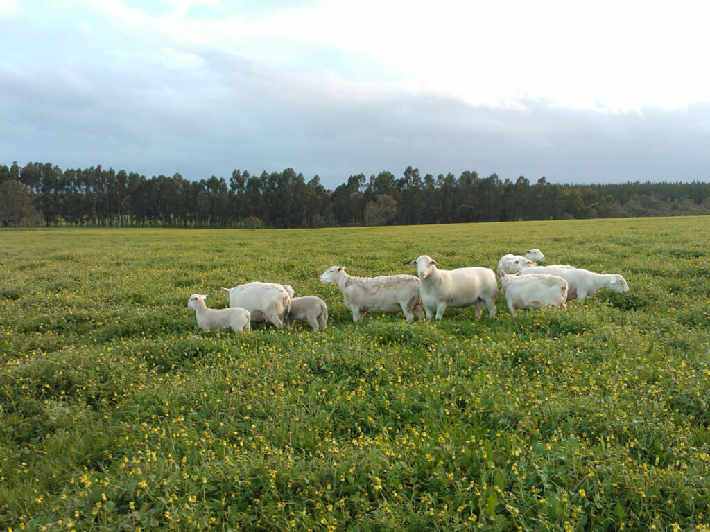 Stud Sheep 3